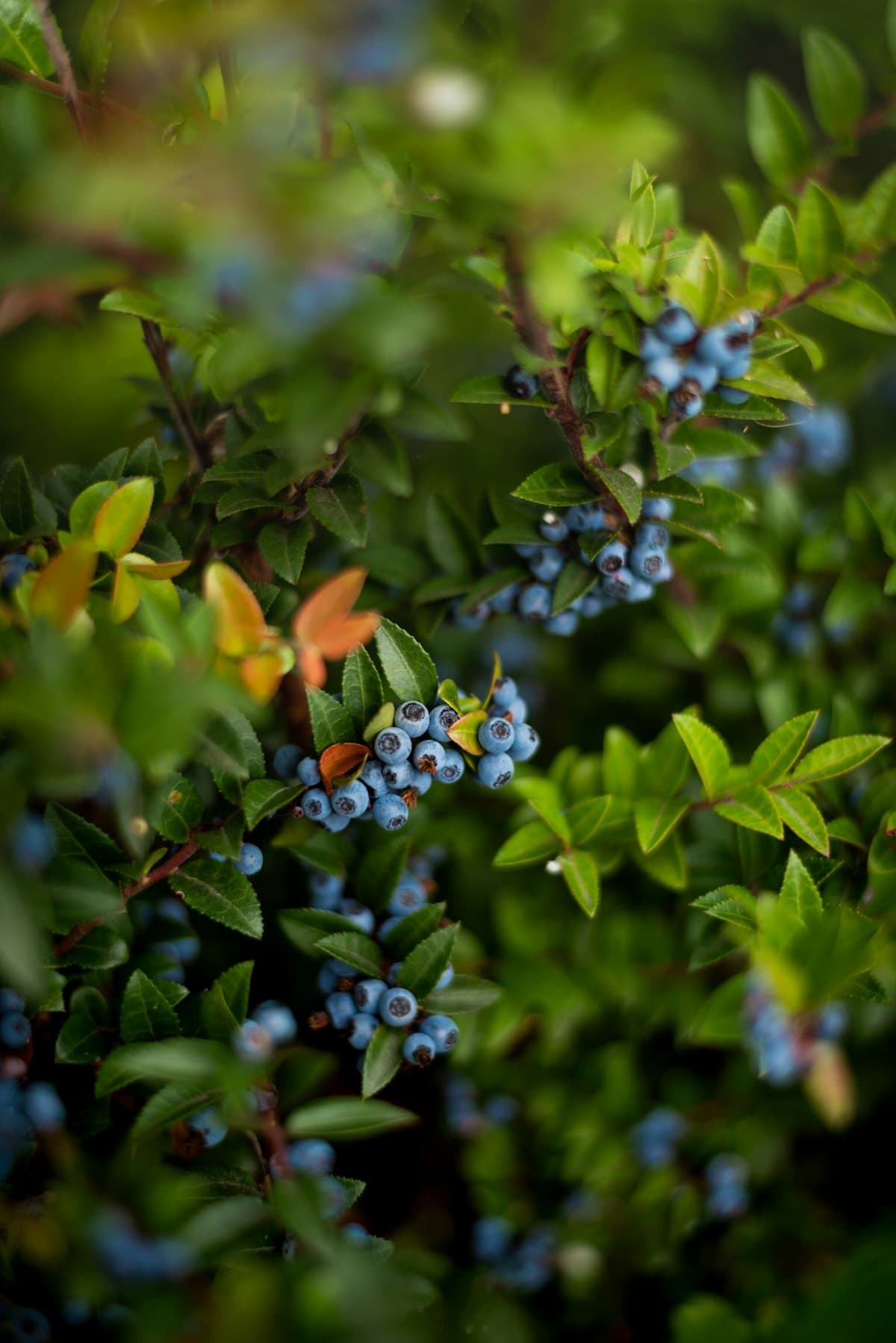 A farmer inspecting ripe blueberries on the bush